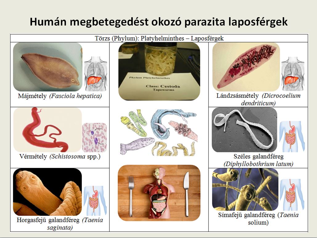 laposférgek széles galandféreg paraziták elleni emberi gyógyszerek